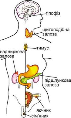 Реферат: Залози внутрішньої секреції гормони та їх роль у регуляції людини