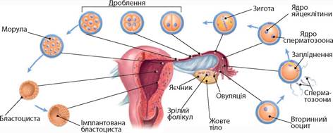Реферат: Формування органів та взаємодія частин зародка