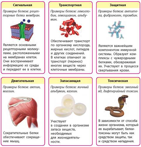 Что такое энзимы? - Магазин 