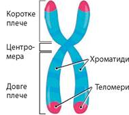 Поняття про каріотип. Хромосоми. Хромосомний аналіз - Підручник з ...