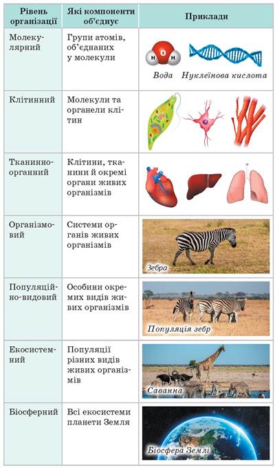 Біологічні системи. Рівні організації життя - Підручник з Біології і екології (профільний рівень). 10 клас. Задорожний - Нова програма