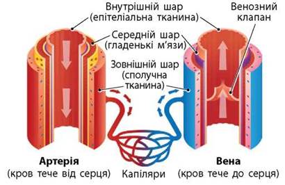 Кровоносні судини. Кровообіг - Біологія. З поглибленим вивченням біології. 8 клас. Задорожний